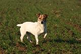 JACK RUSSEL 338